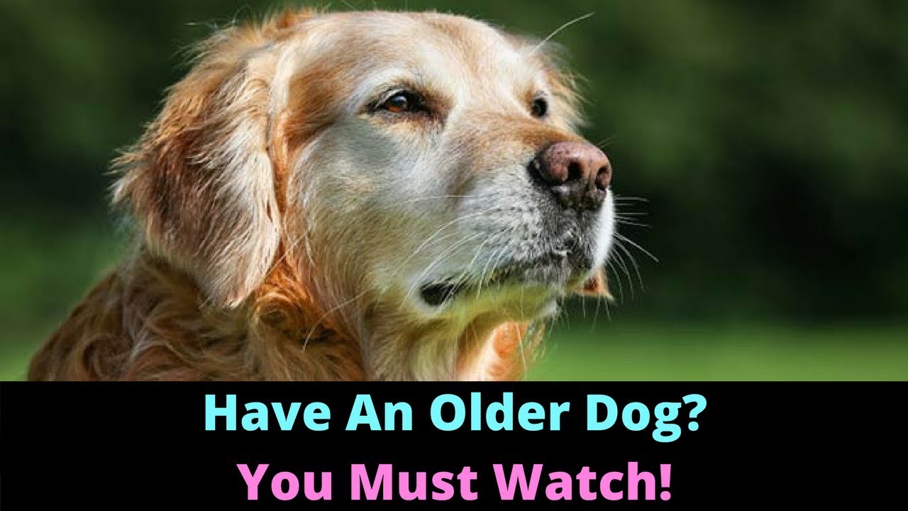 Caring For Senior Dogs. Things You Must Change As Your Dog Gets Older!