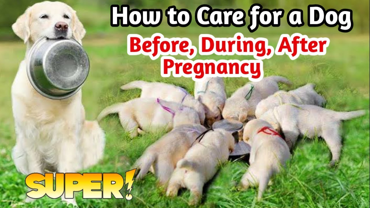 How to care pregnant dog  /How to Care for a Dog Before, During, and After Pregnancy