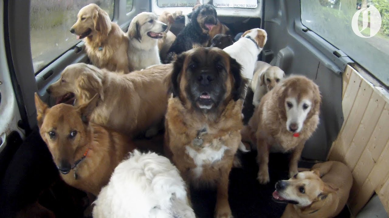 Doggie School Bus picks up pups for ‘school’