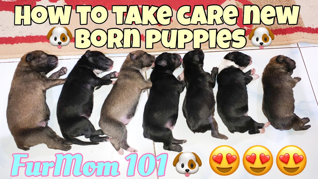 HOW TO TAKE CARE NEW BORN PUPPIES (Philippines) | FurMom 101 |