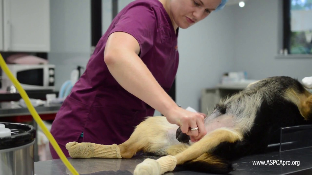 Spay/Neuter Patient Care: Patient Prep – Canine