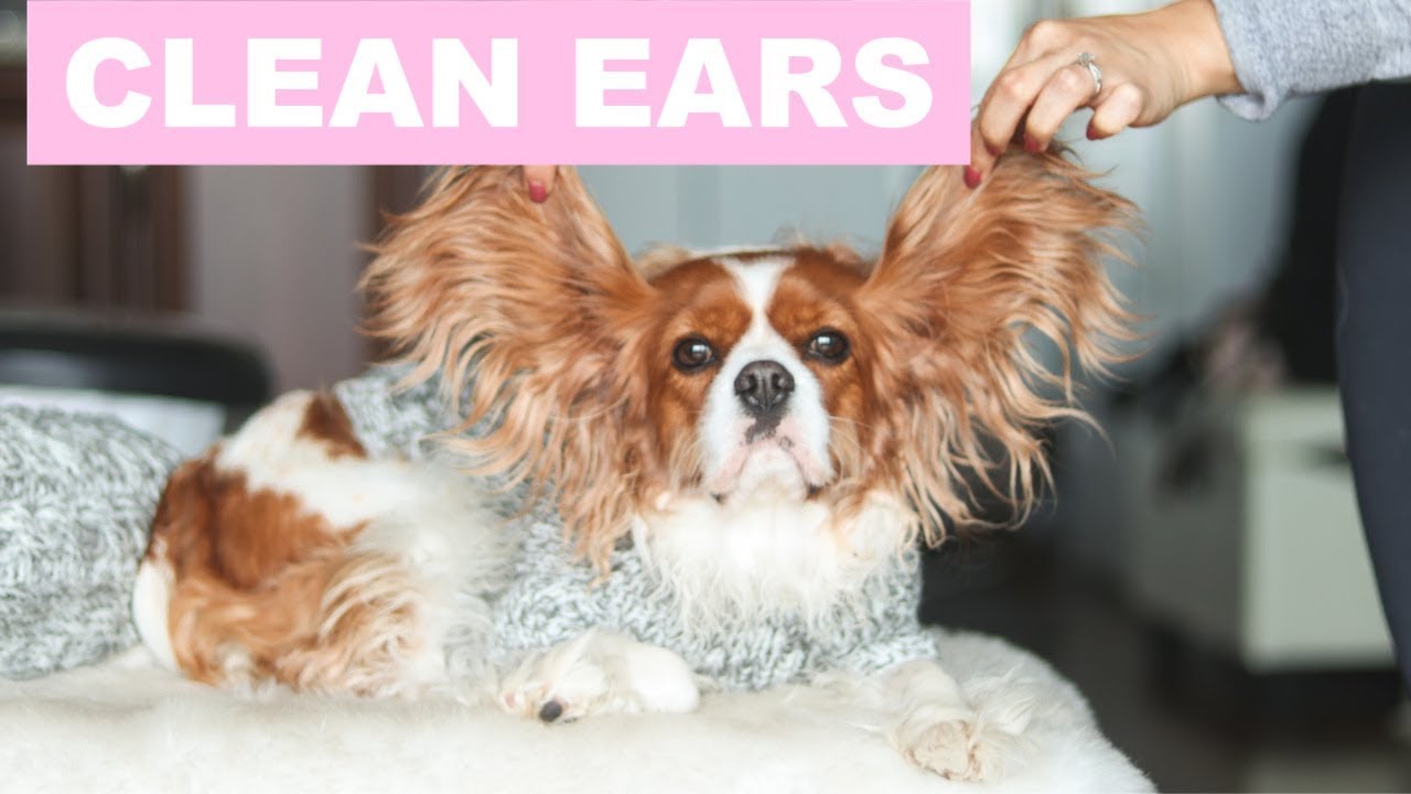 HOW TO PROPERLY CLEAN YOUR DOG’S EARS | Dog Care Tips