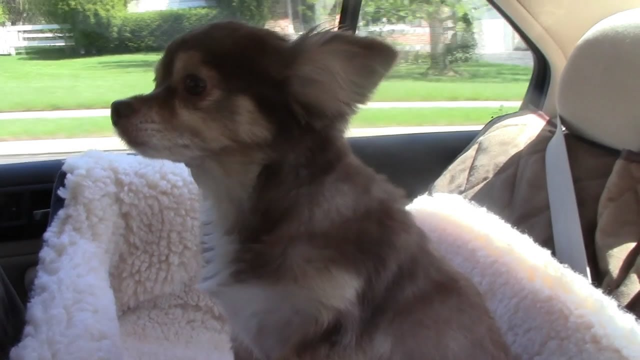 Unboxing: Dog Hammock and Car Seat accessory Tour Video