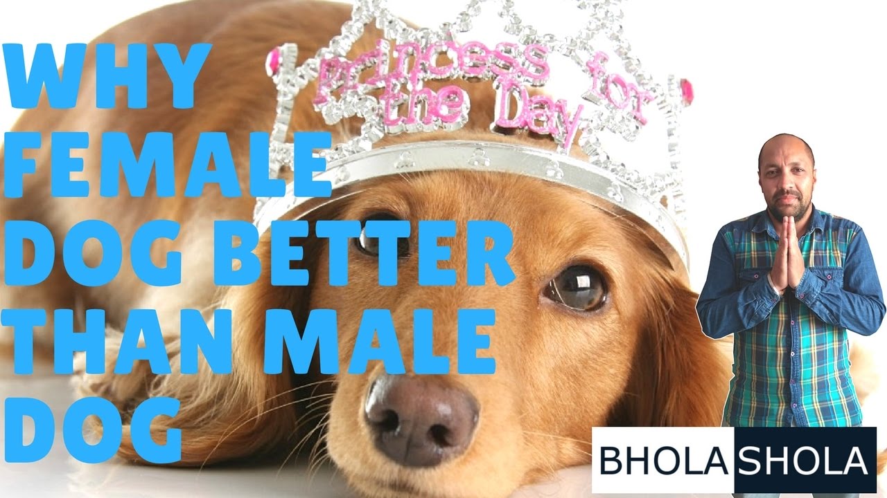 Pet Care – Why Female Dog | Puppy Better Than Male for House | Home | Breeding – BholaShola | Grewal