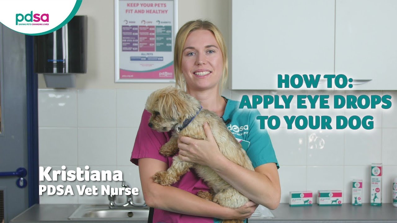 How To Apply Eye Drops To Your Dog: PDSA Petwise Pet Health Hub