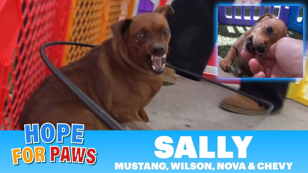 Pregnant homeless dog finally rescued – her puppies are the CUTEST!