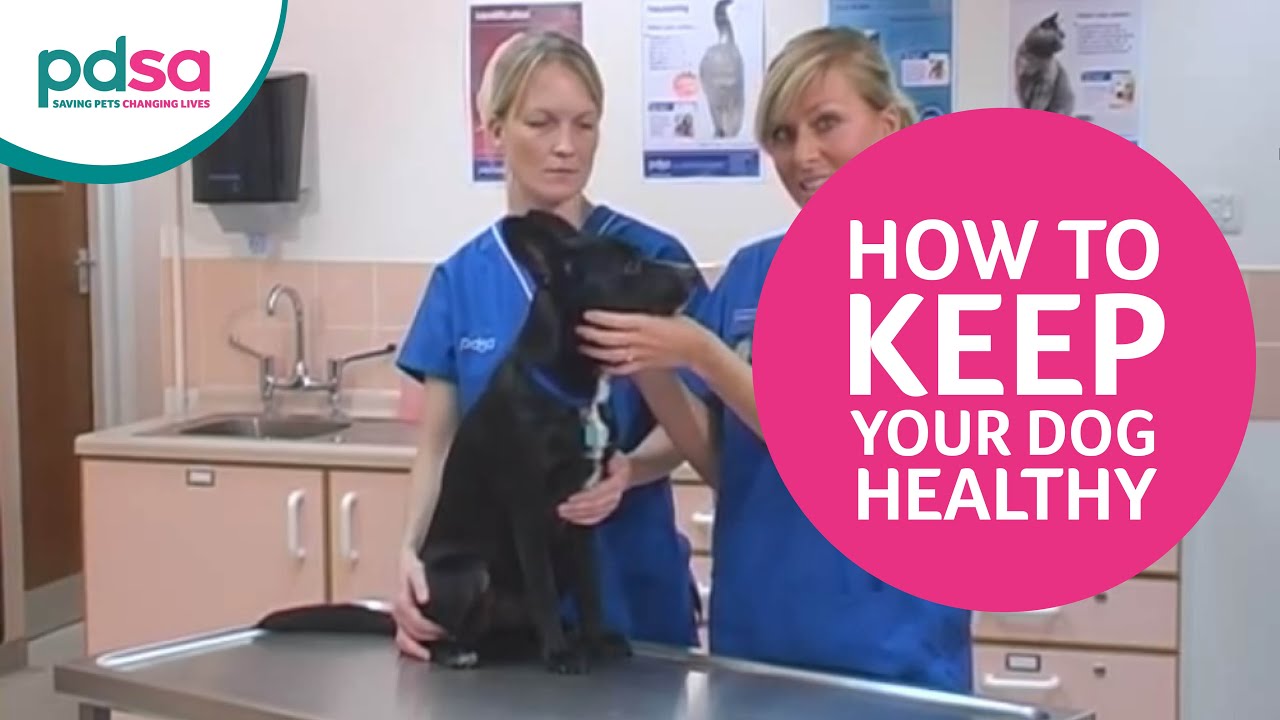 PDSA Vet Advice: How To Keep Your Dog Healthy