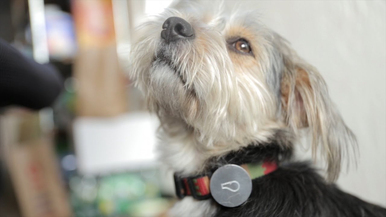 A Wearable to Track Your Dog’s Health