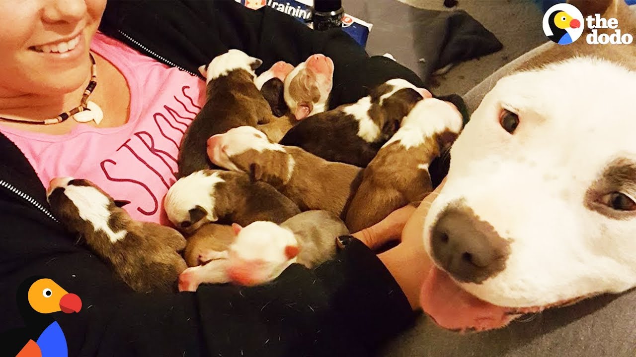 Pit Bull Dog Mom Brings Puppies To Foster Mom PUPPY ADOPTION UPDATE | The Dodo