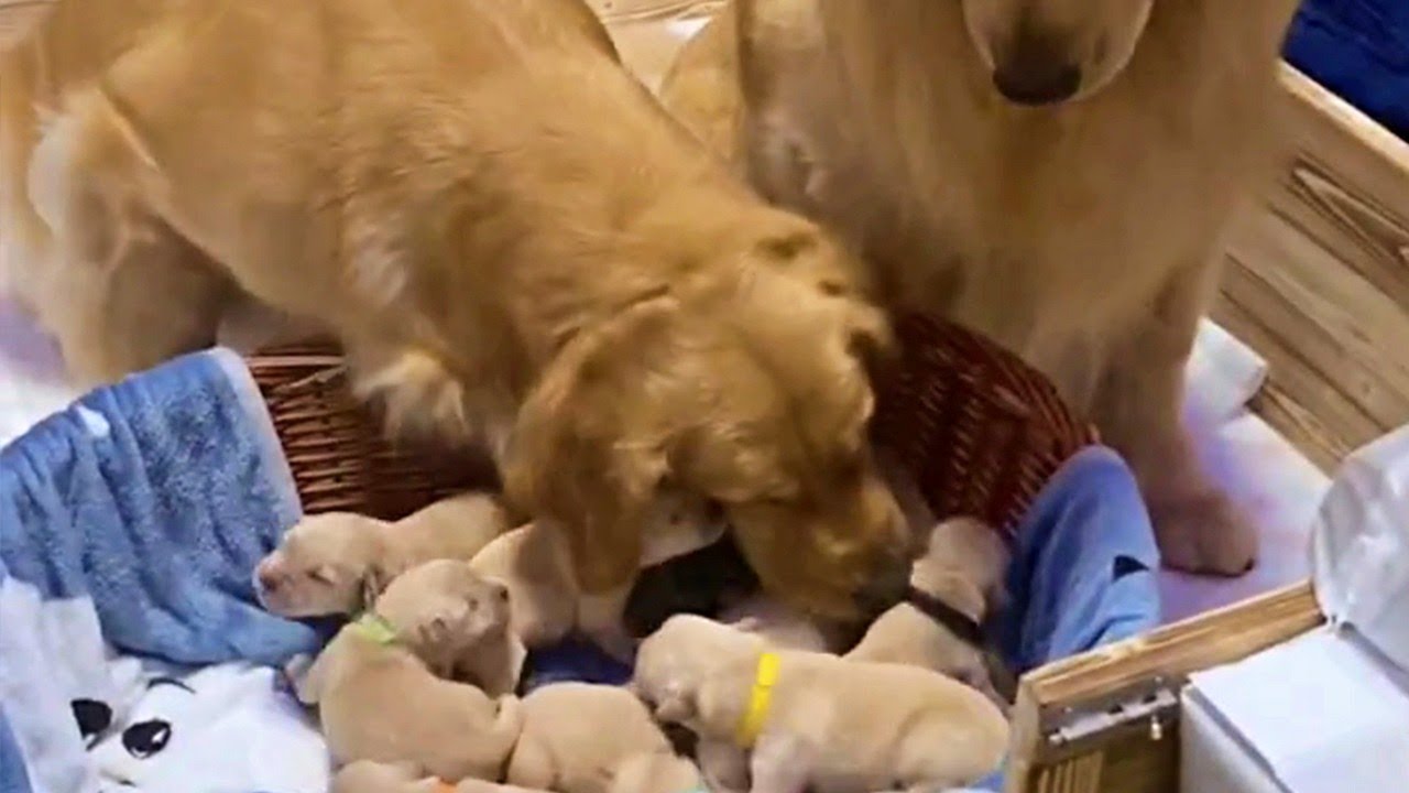 Happy Golden Retriever Dad Excited to Meet Newborn Puppies