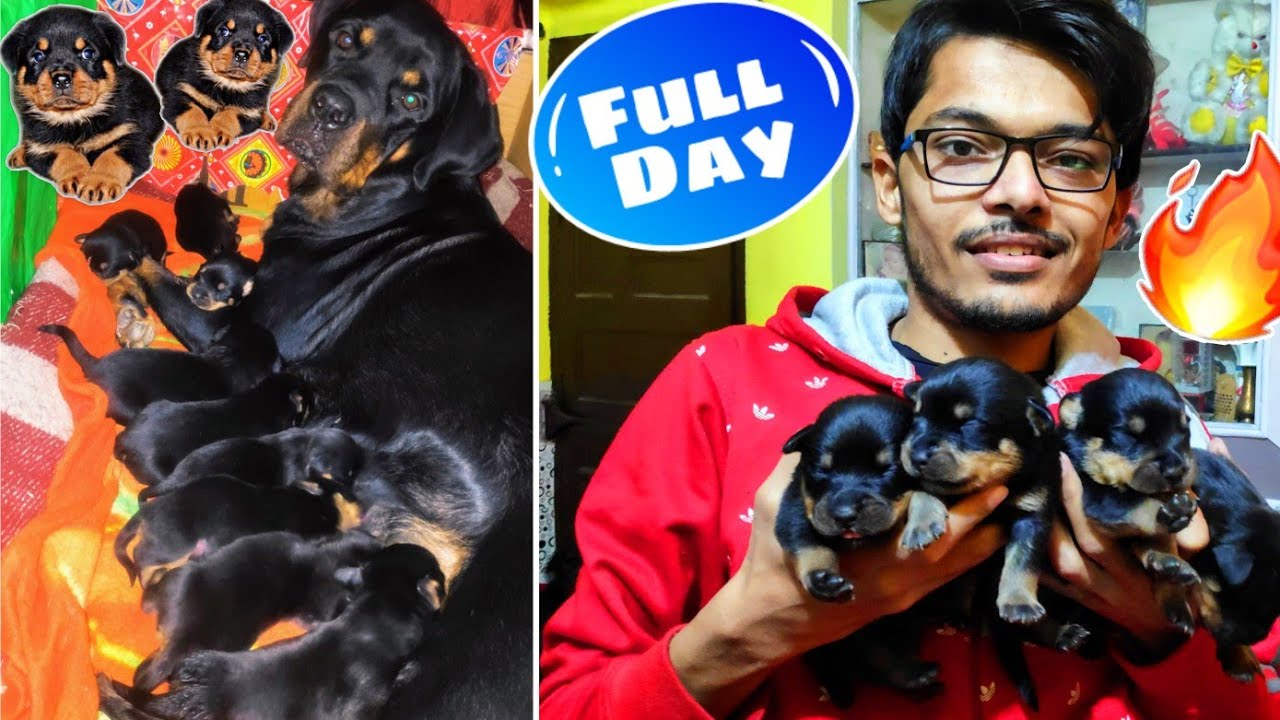 24Hrs With Roxy Ke Puppies|| Rottweiler Mother and 9 Puppies| Review reloaded. Rottweiler Puppies