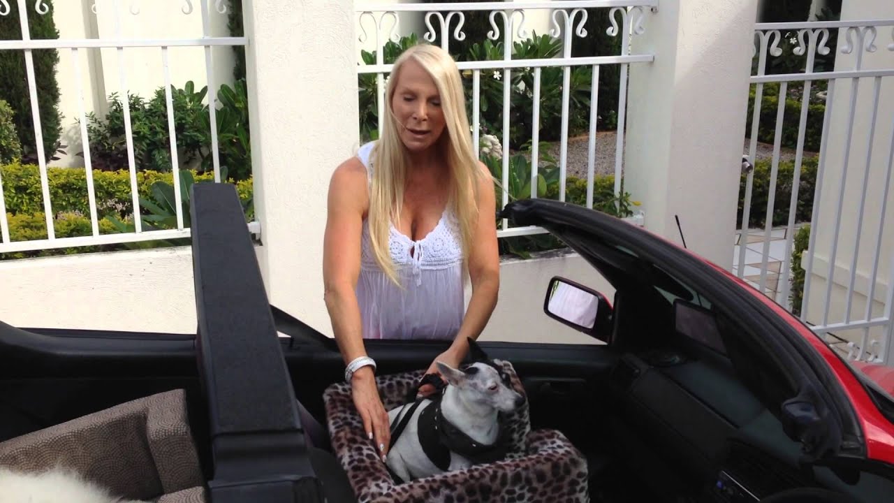 Magnetic Dog Car Seats