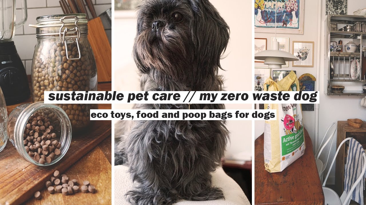 MY ZERO WASTE DOG// sustainable tips + is my dog vegan?