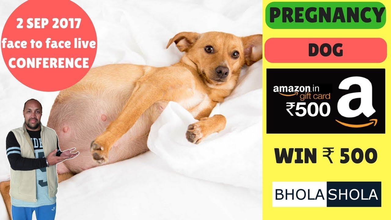 Pet Care – How to Care | Diet | Pregnancy | Pregnant | Dog | Puppy- Bhola Shola | Harwinder Singh