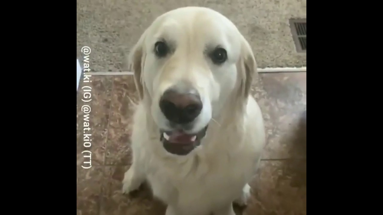 a dogs way of saying sorry | Humor And Animals | cute dog |