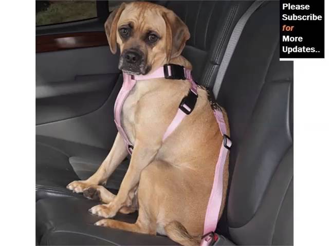 Dog Car Seat Belt Set Of Picture Collection And Ideas – Dog Products & Accessories