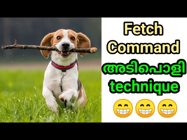 dog training : Fetch / Take it  Malayalam : kerala : വളര്‍ത്തു നായയെ പരിശീലിപ്പിക്കാം : gsd training