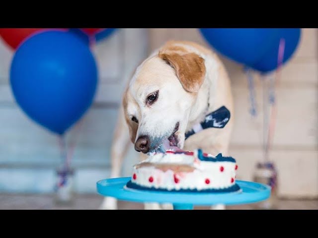 Homemade Healthy Dog Birthday Cake Recipe (easy and simple to make)