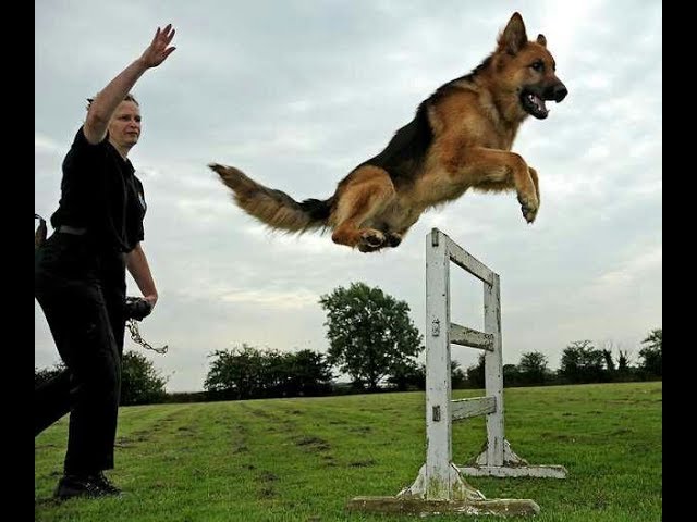 fully trained German Shepherd Dogs…