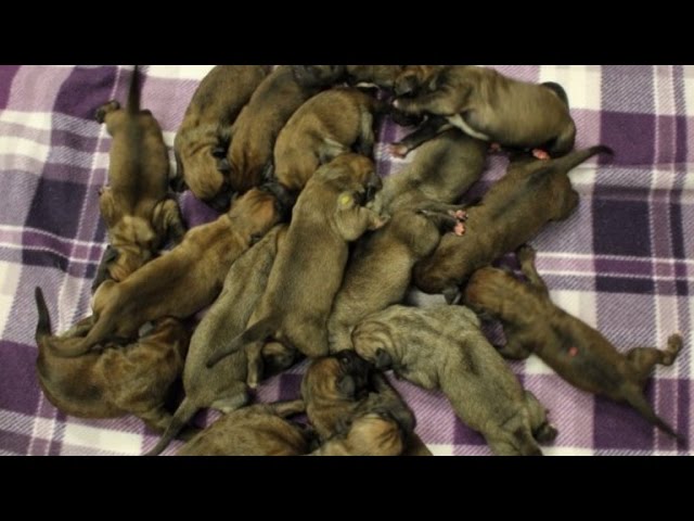 Watch Momma Dog Care For Her Litter of 19 Puppies Right After Giving Birth