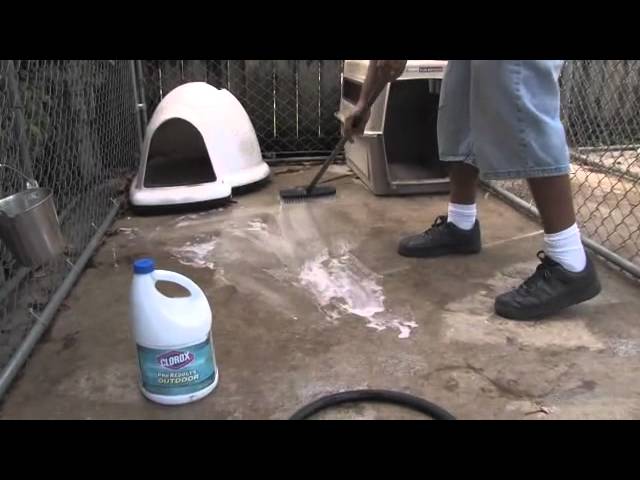 Ways to Clean your Dog Kennel | Dog’s Health