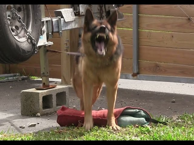 Guard Dog Training Step by Step!