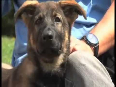 Police dog puppies – BBC Spotlight 3 – First Training