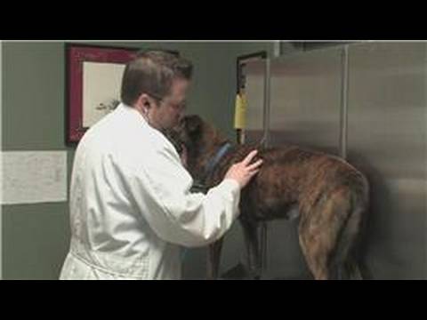 Dog Health : How to Diagnose a Coughing Dog