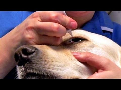 How To Apply Dog Eye Drops