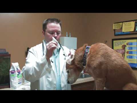 Dog Care Tips : Cleaning a Canine Ear Canal