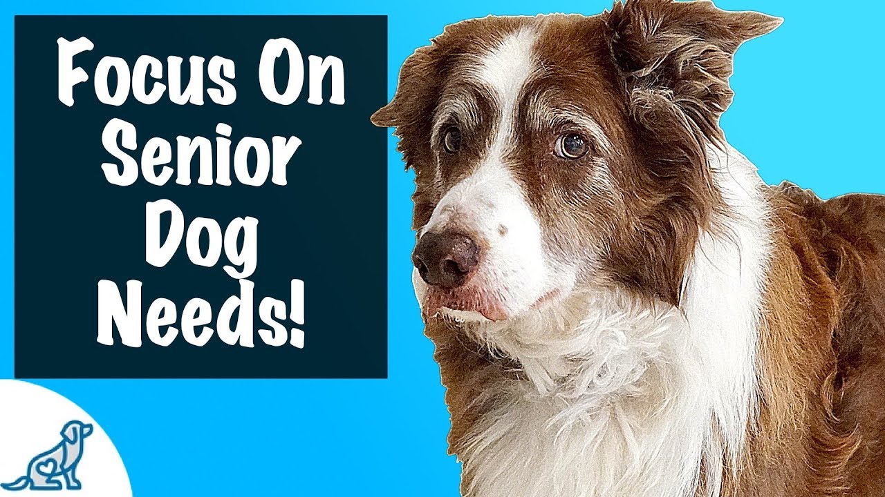 How To Care For A Senior Dog – For Dogs 8+ Years Old – Professional Dog Training Tips