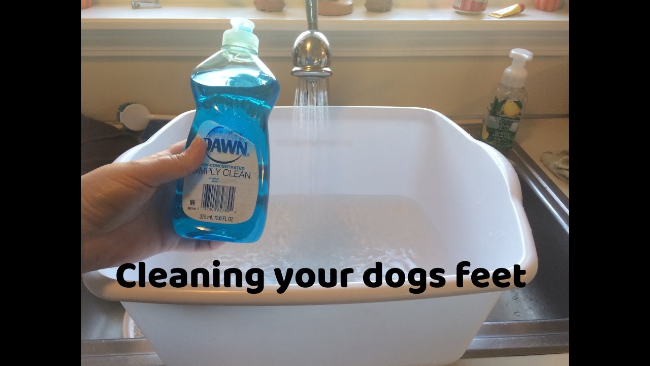 Dog Care Tips | Cleaning Your Dogs Feet | SchnauzerMom