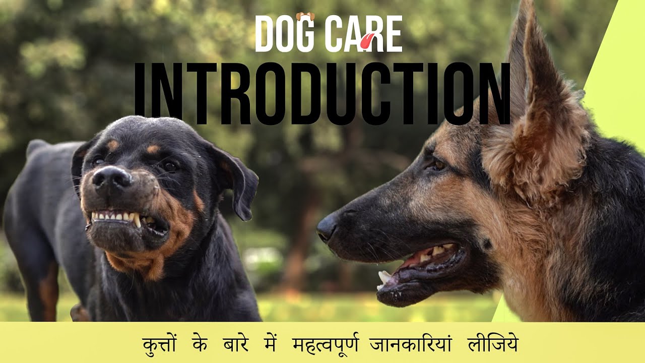 DOG CARE – INTRO | Get information about dogs | DOG INTRODUCE |Dog’s Fun | IN HINDI| Dog Care Mentor