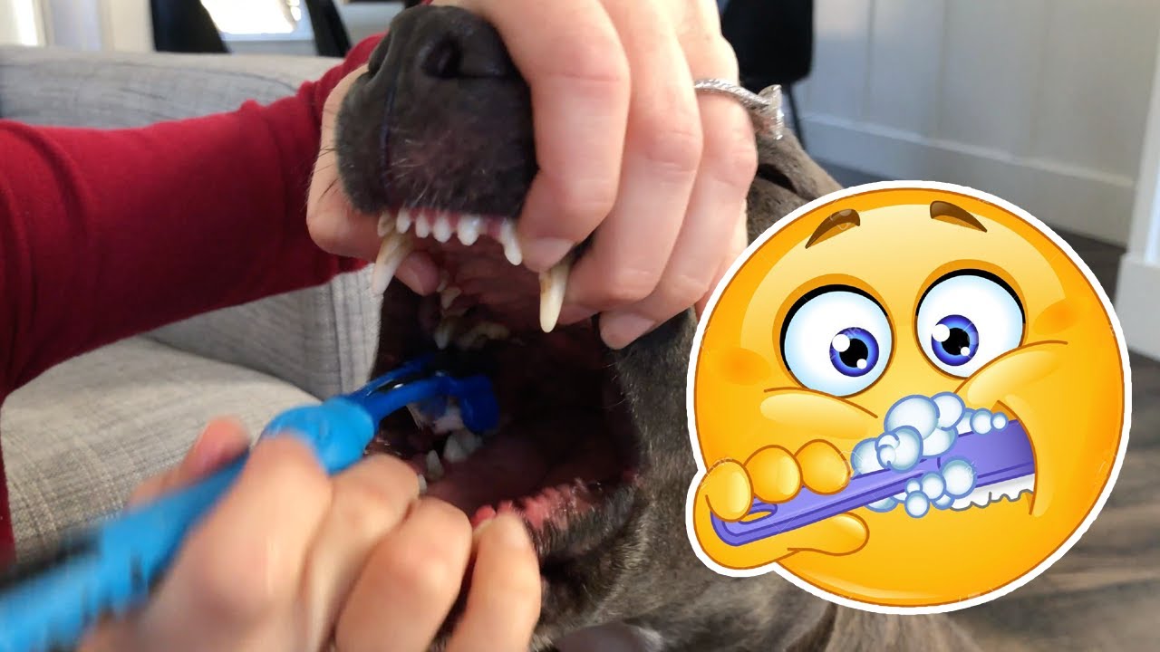 How To Brush Your Dog’s Teeth