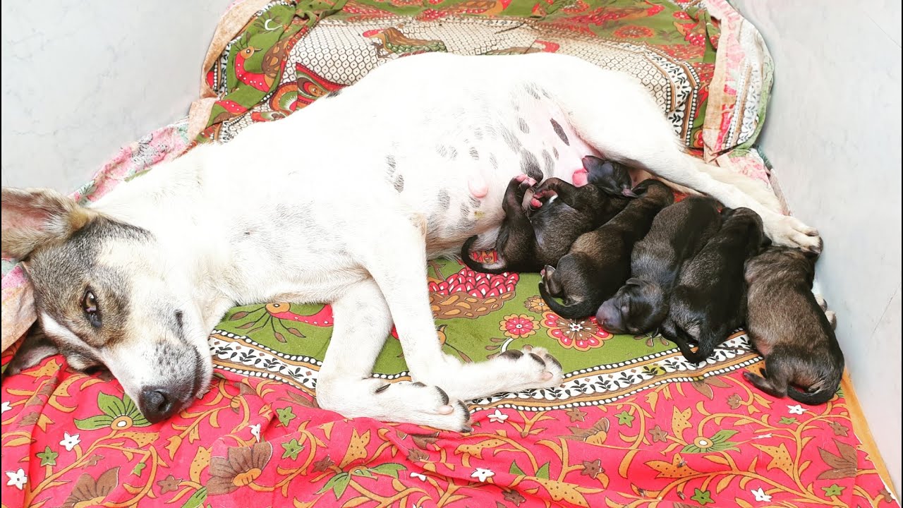 Street Dog Asked Our Help To Give Birth To 5 Adorable Puppies In Our Home | Dog Giving Birth At Home
