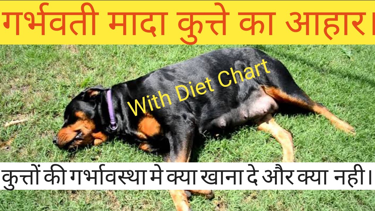 Pregnant Dog Diet || Dog Care in Pregnancy || कुत्तों में गर्भावस्था का आहार  || Dog diet Chart ||