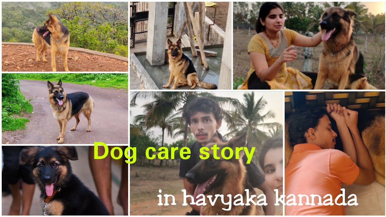 our dog story in havyaka kannada / German shepherd Dog care