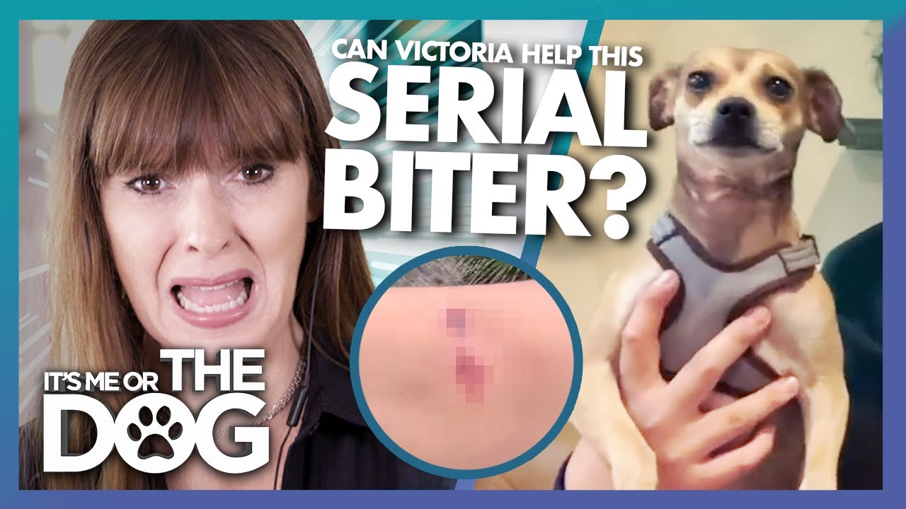 Can Victoria Help a Medical Student Whose Rescue Dog Keeps Biting? | It’s Me or The Dog