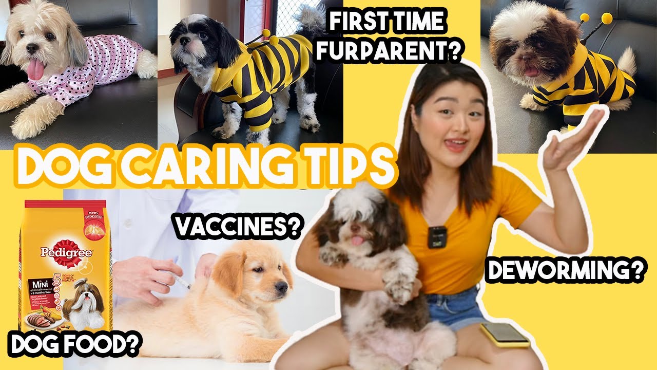 HOW TO TAKE CARE OF SMALL BREED DOGS | Pet Care for Beginners | Arah Virtucio