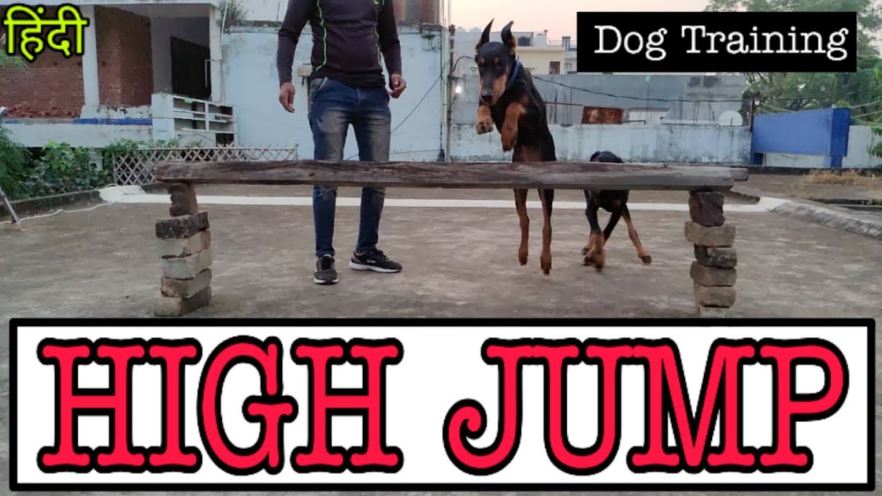 Doberman Dog Training Series- Episode 4 || Train Your Dog High Jump