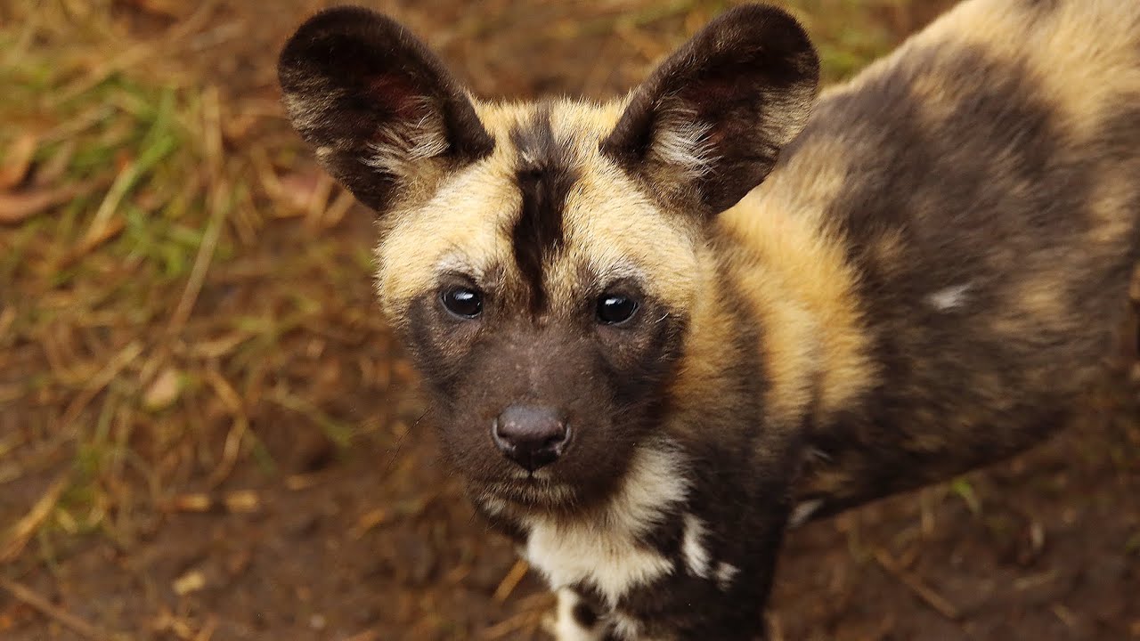 Puppy Alert! 11 adorable African hunting dog puppies born