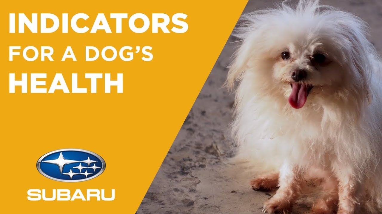 What can a dog’s fur tell you about their health?