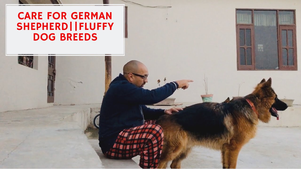 Basic Care For German Shepherd | Fluffy Puppy’s | Dog breeding Farm | Pet Care | Harwinder S Grewal