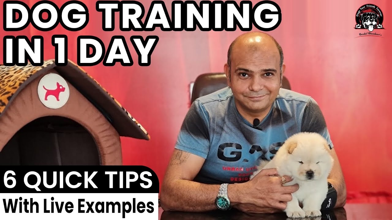 Easy Puppy or Dog Training in 1 Day || 6 Quick Tricks & Tips with LIVE Example || Baadal Bhandaari