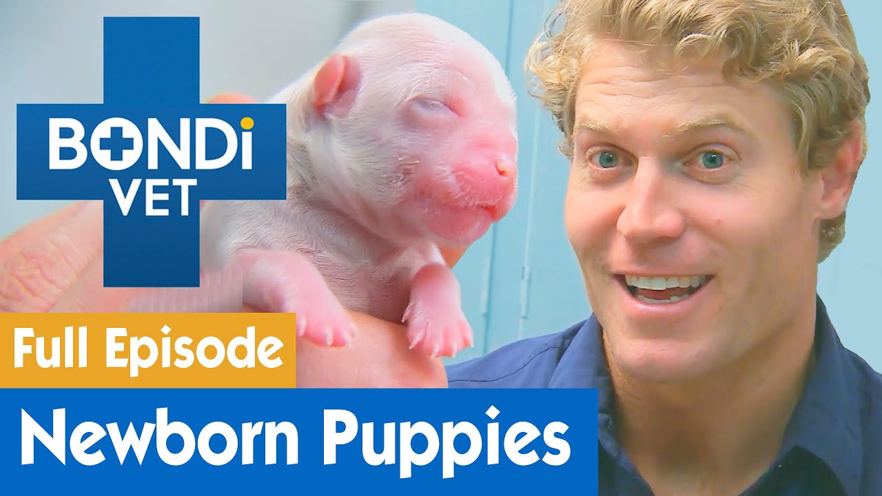 Delivering Newborn Maltese Puppies | FULL EPISODE | E01 | Bondi Vet