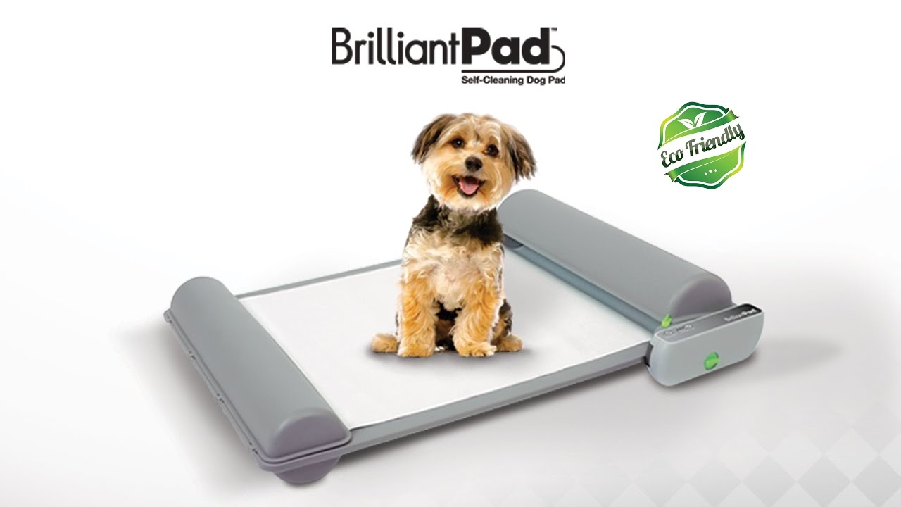 World’s First Self-Cleaning Indoor Potty for Puppies and Small Dog by BrilliantPad