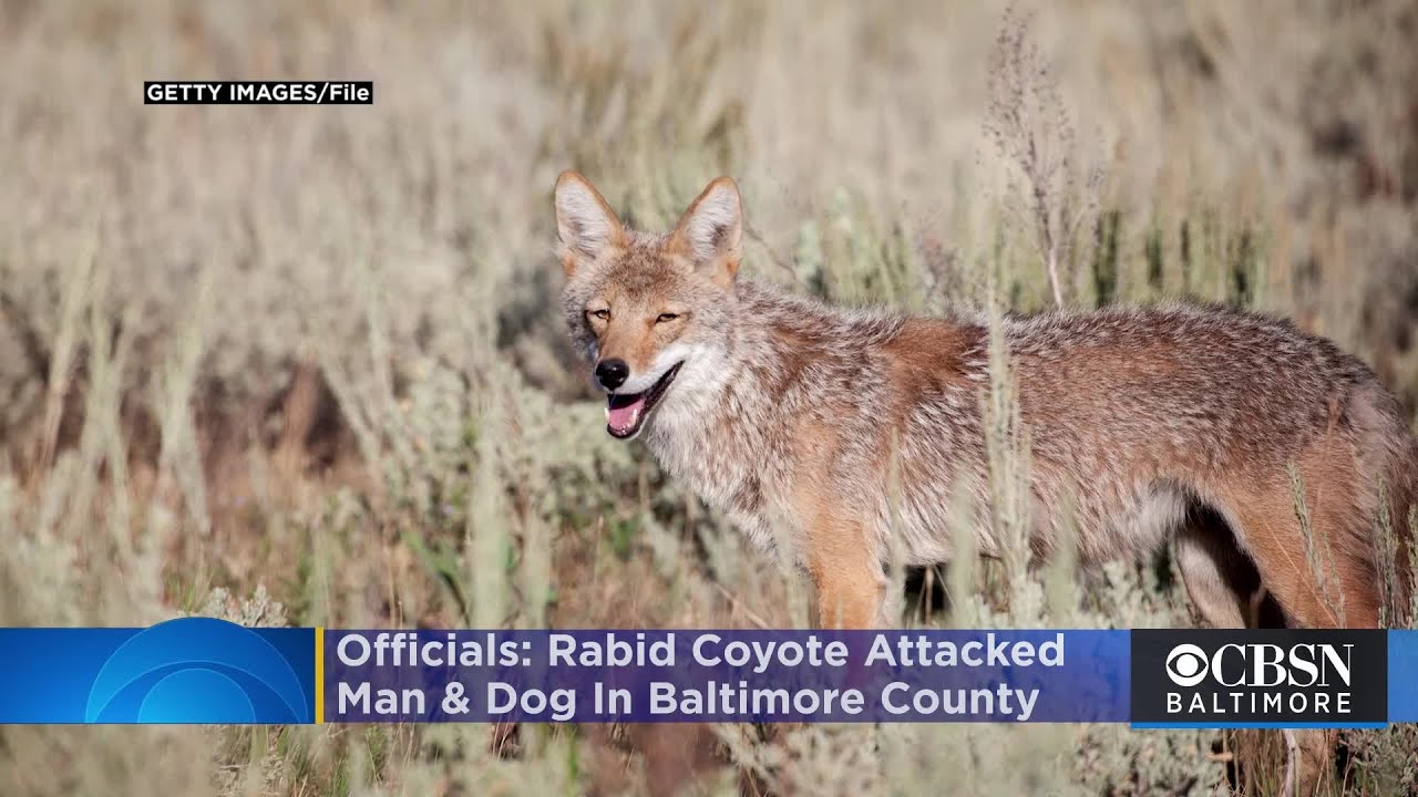 Health Officials: Coyote That Attacked Man & Dog In Baltimore County Had Rabies