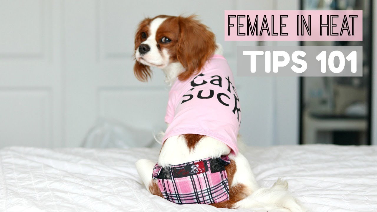 female-dog-in-heat-tips-101-what-to-do-herky-the-cavalier