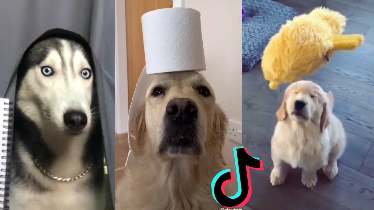 Funny Dogs of TikTok ~ Doggos Doing Funny Things TIK TOK ~ 2020