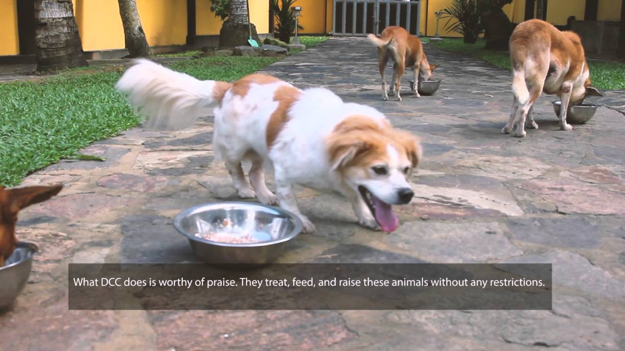 Dog Care Clinic – a Documentary by The Movement Sri Lanka